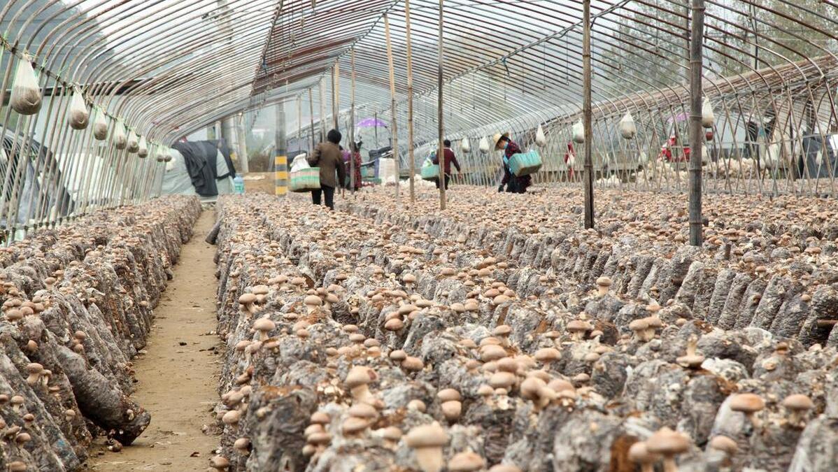 2023年禁止农村养猪狗鸡？官方发文，透露藏在农村的3大暴利行业