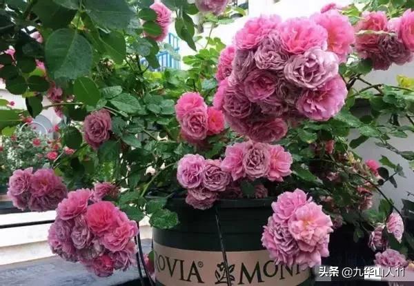 大花浓香勤花的月季品种,大花月季品种介绍大全图片及价格