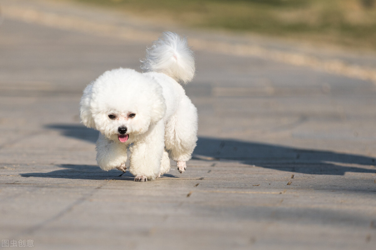 泰迪母一年当中的发情症状