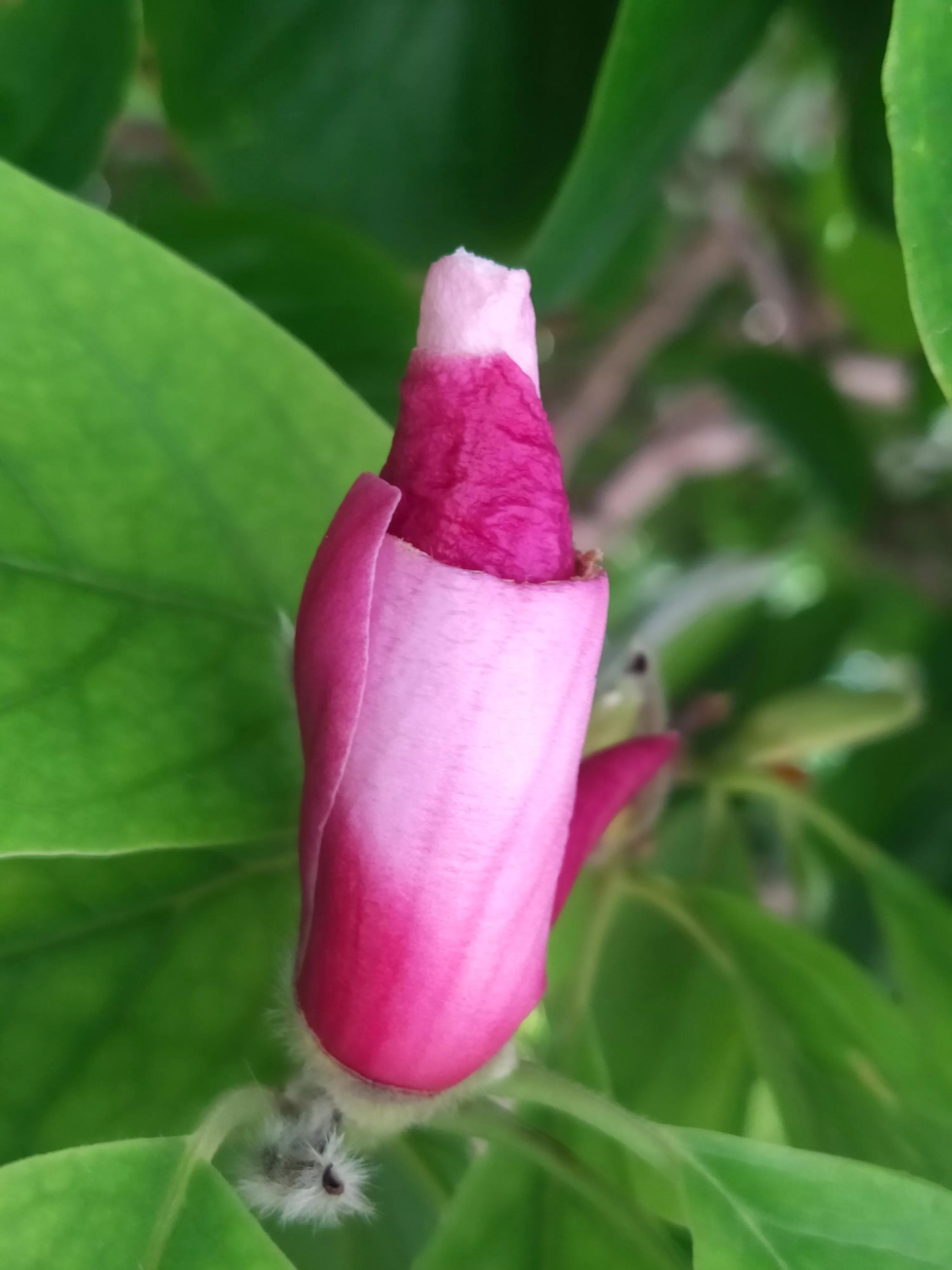 玉兰花不是春天开花吗,玉兰花在冬季和早春开花