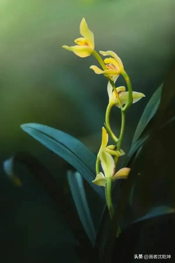 芝兰生于深谷不以无人而不芳出处,100幅历代名家兰花图值得一看再看