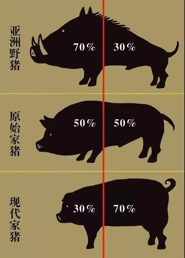 闈炴床閲庣尓鍒嗗竷鍖哄煙,闈炴床閲庣尓