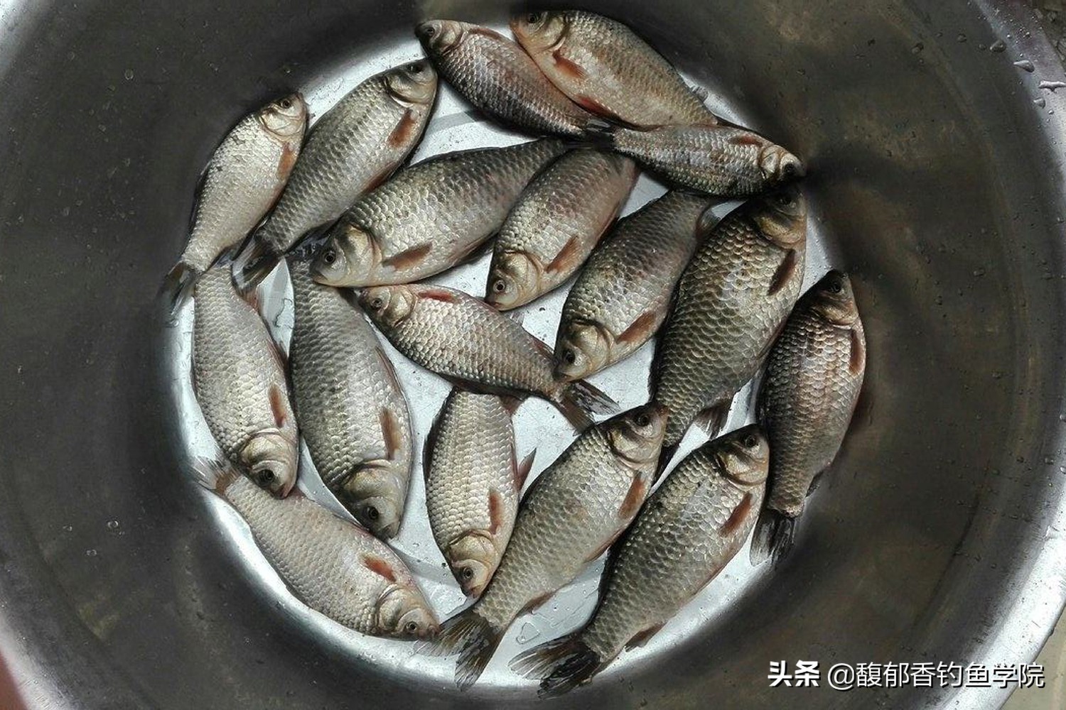 钓小鲫鱼技巧视频教程,钓小鲫鱼的技巧与方法