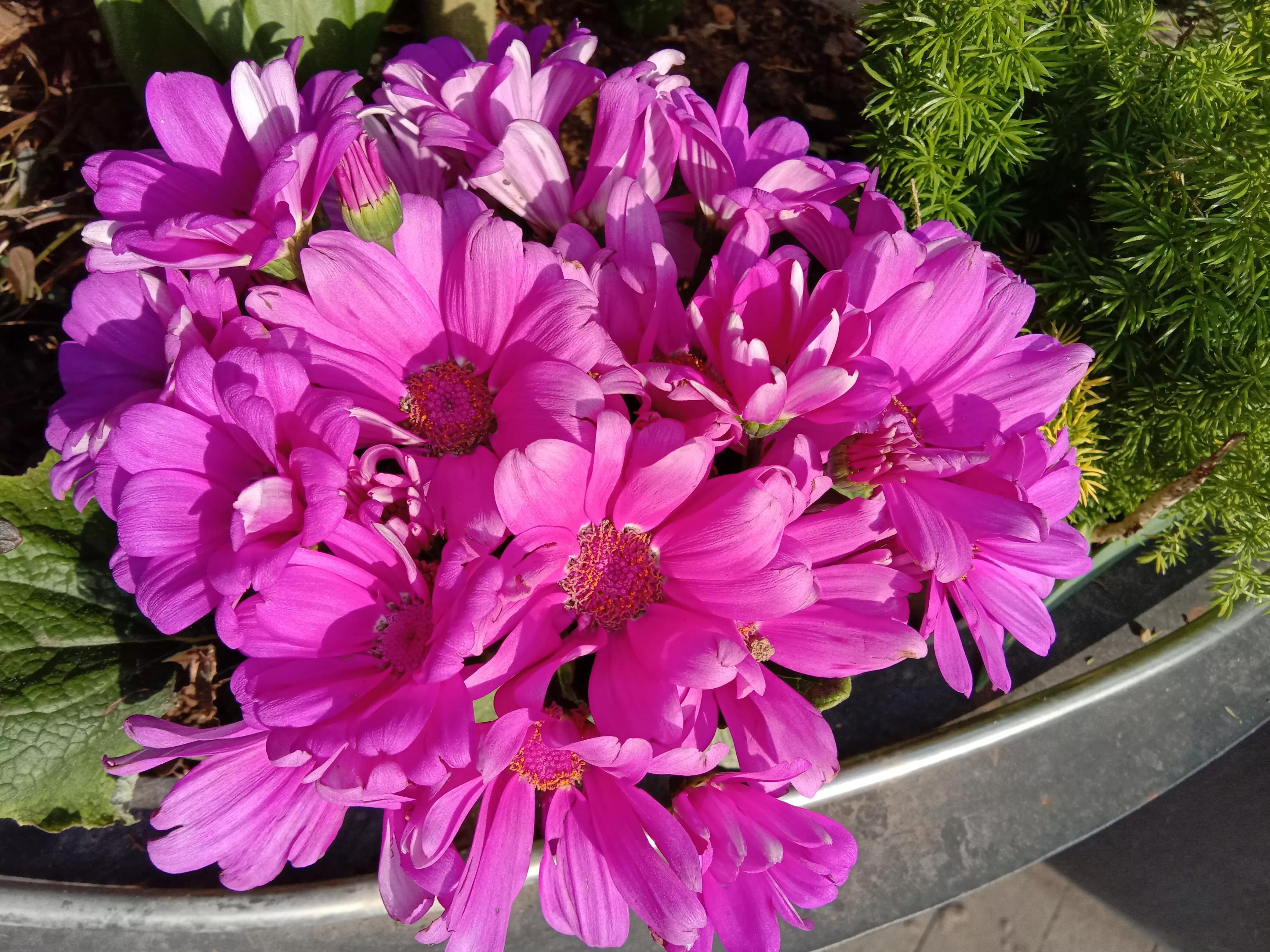 花开花香浓郁,花开花香粤语