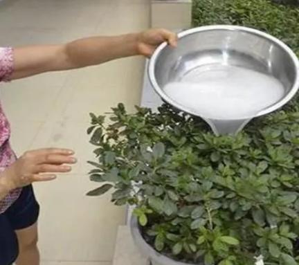 盆土返碱发白怎么洗,园艺换盆技巧