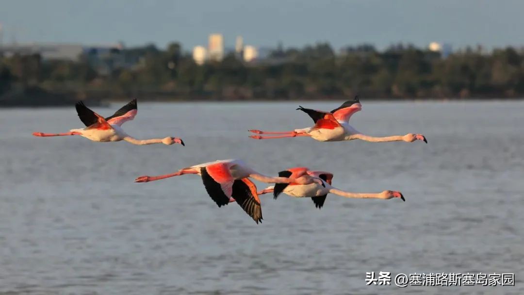 当“三峡门户”宜昌遇上“塞浦路斯门户”拉纳卡