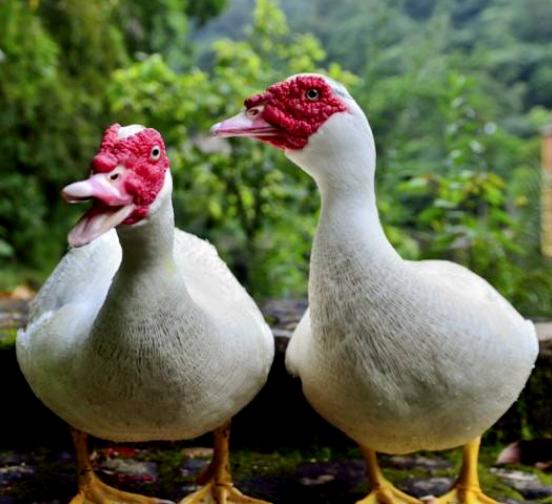 蛋鸭春季掉大毛怎么补救,种鸭产蛋下降原因