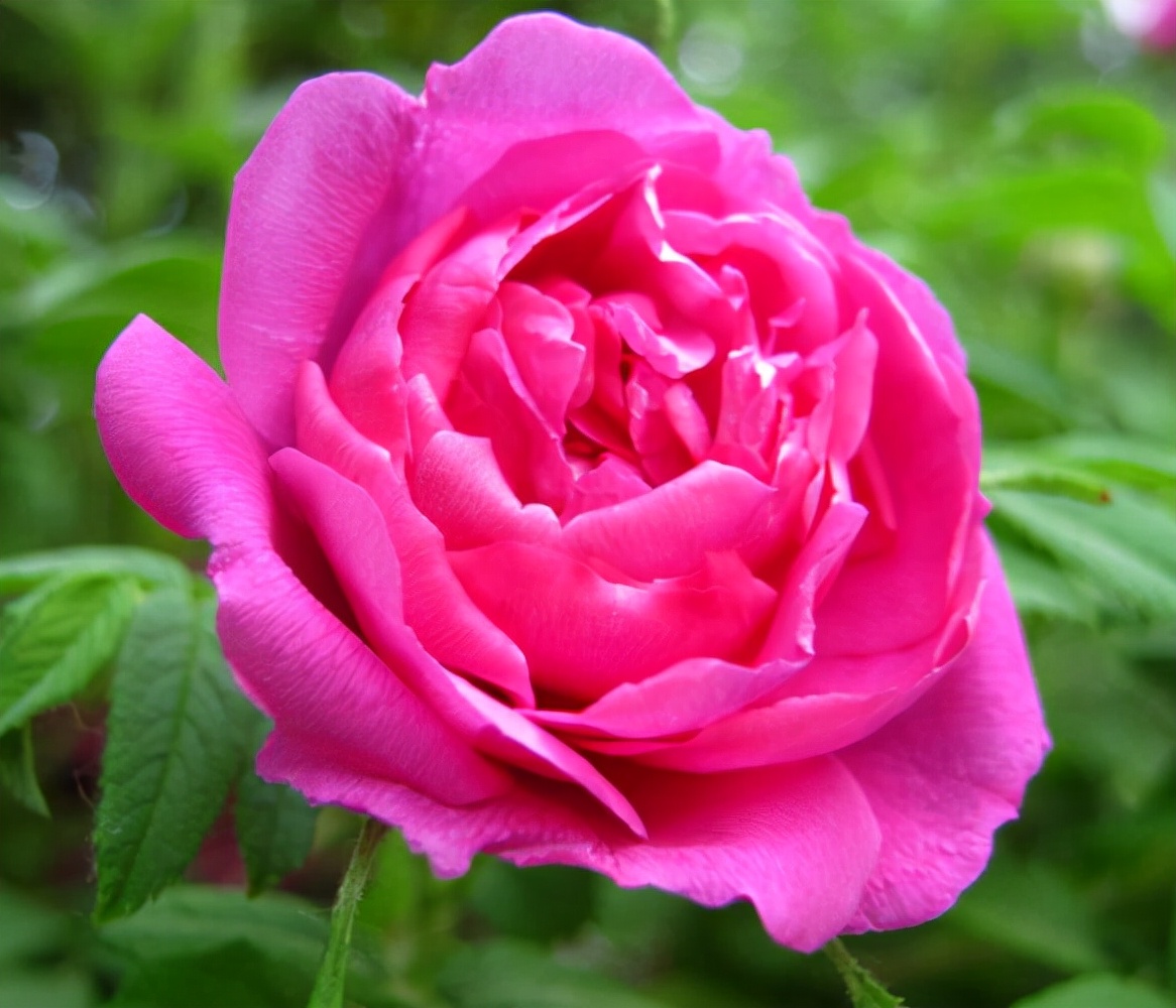 玫瑰花有几种颜色各代表什么意思,不同颜色的玫瑰花表示的寓意不同