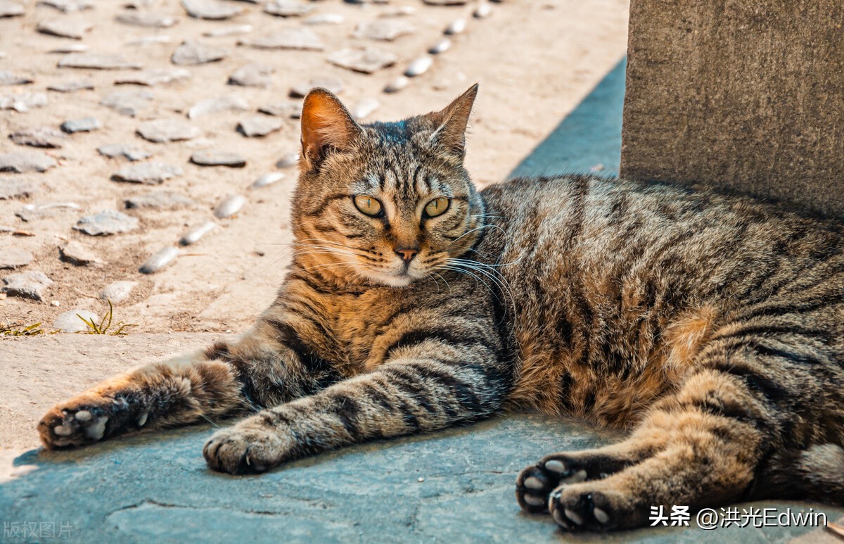 流浪狸花猫被暴打致死,狸花猫爬十楼打伤宠物猫