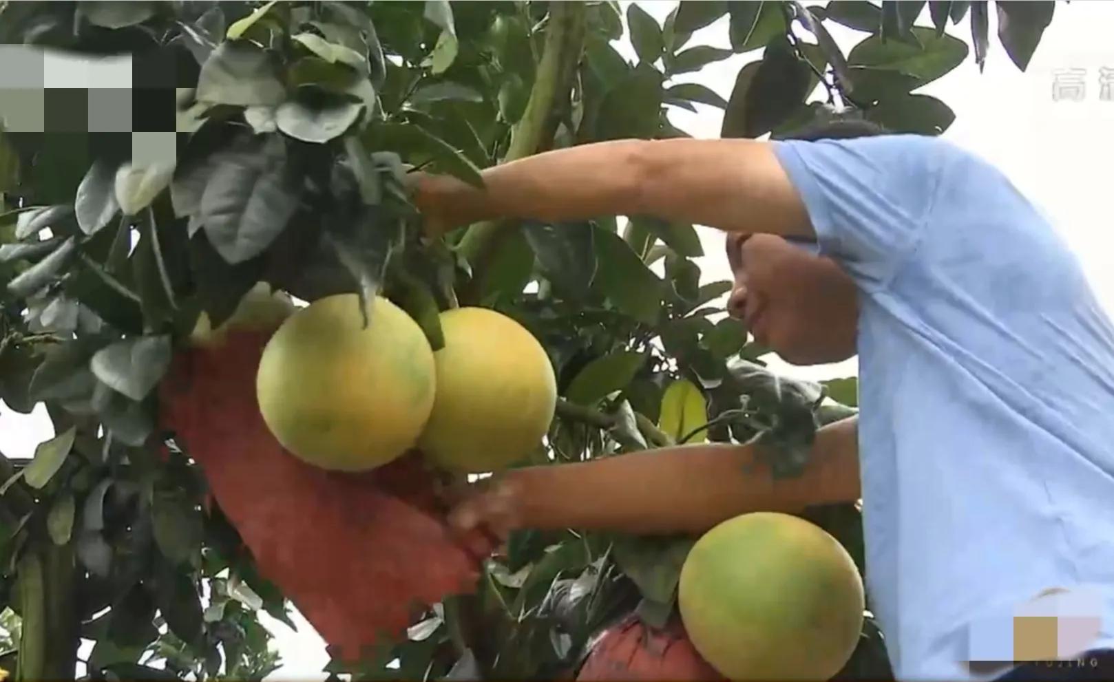 90后小伙承包15亩果园,湖南小伙承包五千亩四年赚上千万