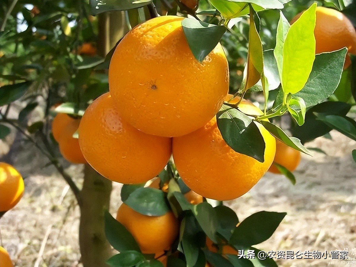 柑橘黄叶枯萎怎么办,柑橘肥害叶子发黄怎么办