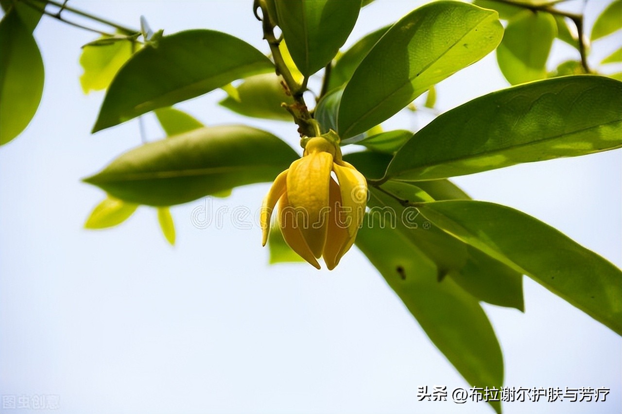依兰精油香氛,依兰芳香精油