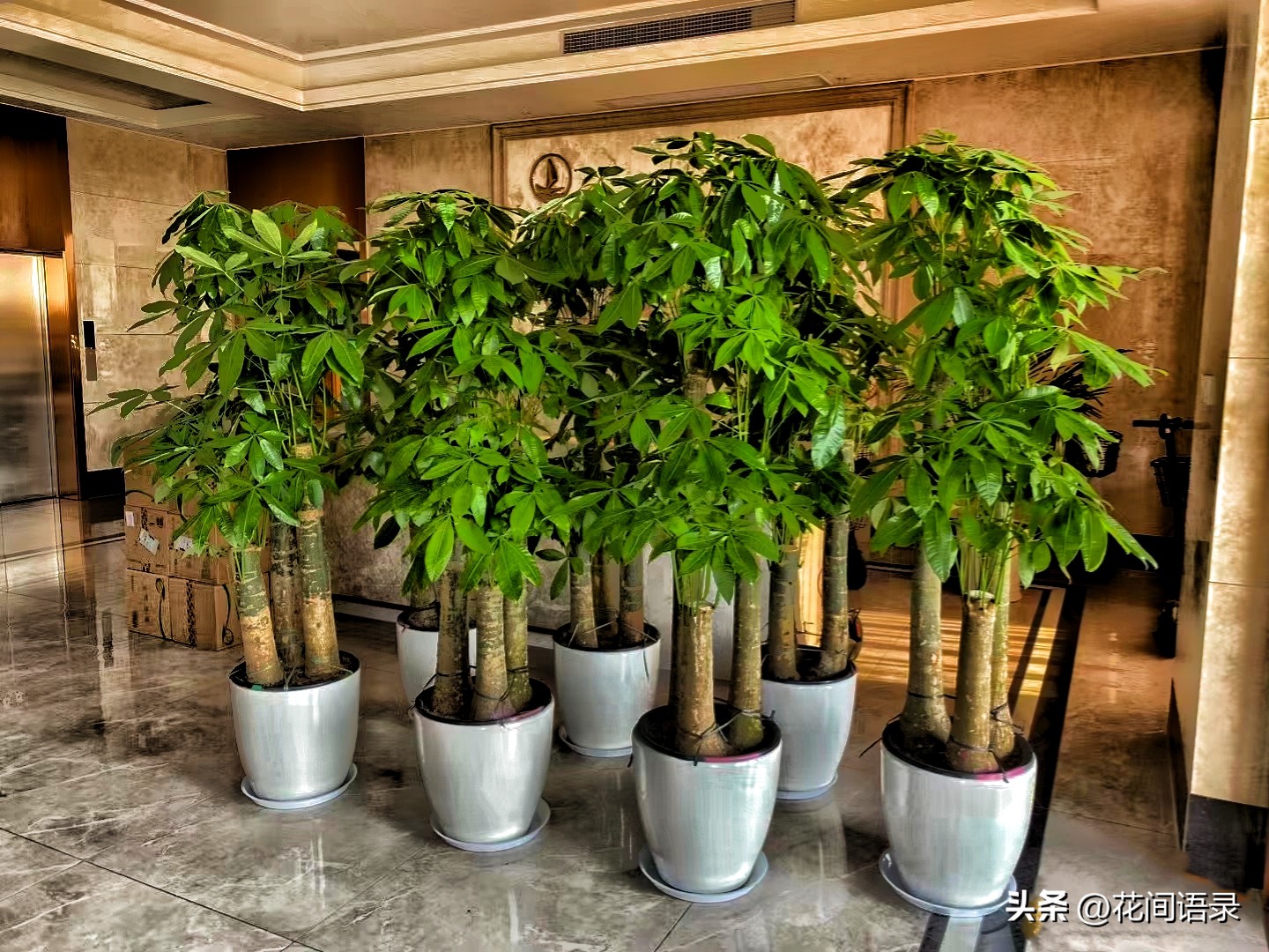 家里放一棵发财树运气真的好了吗,发财树摆在什么位置最旺财