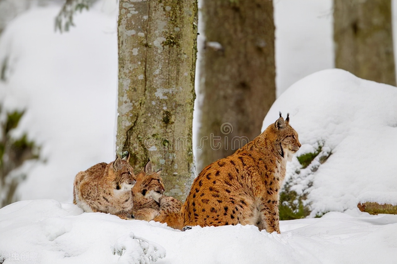 长期*杀屠**狼群幼崽，让狼群闻风丧胆，猞猁凭啥被称“杀狼机器”？
