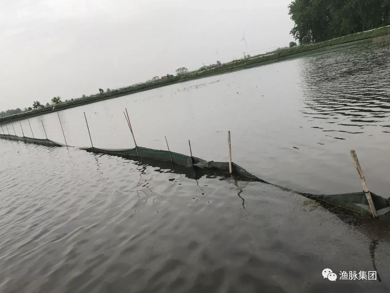 水产聚维酮碘能与苯扎溴铵合用吗,聚维酮碘和二氯异氰能一起用吗