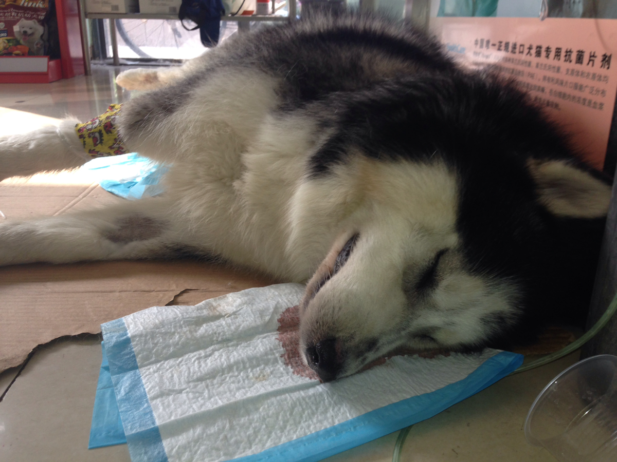 比熊做了体内外驱虫会有什么症状,狗狗出现什么症状说明它该驱虫了