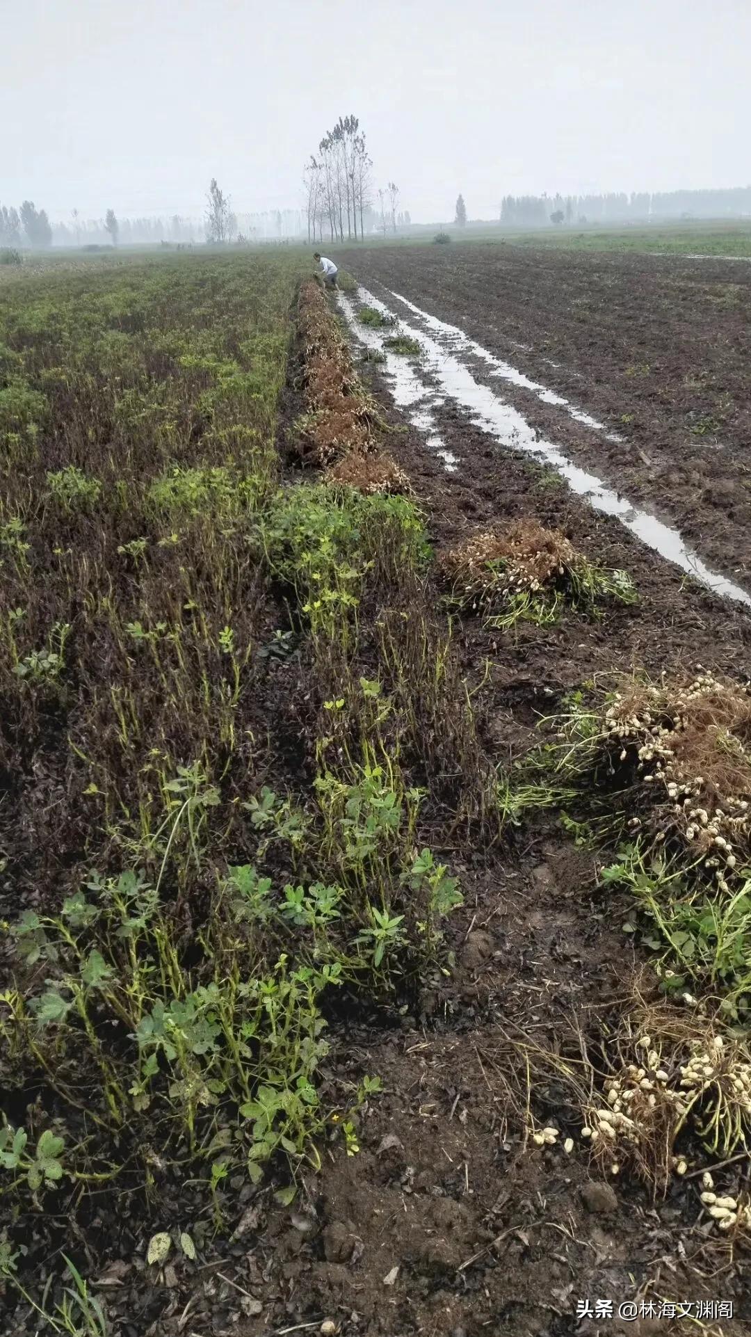 平平淡淡花生芽，食疗兼备众人夸‖林海