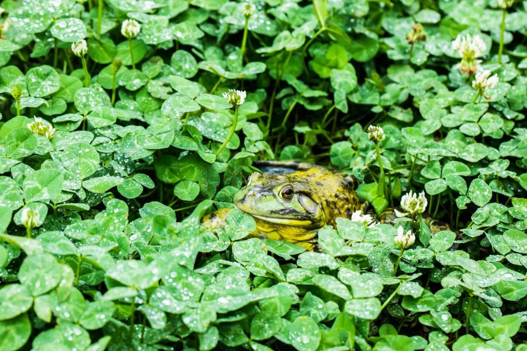 牛蛙市场未来几年的发展趋势,单品破局
