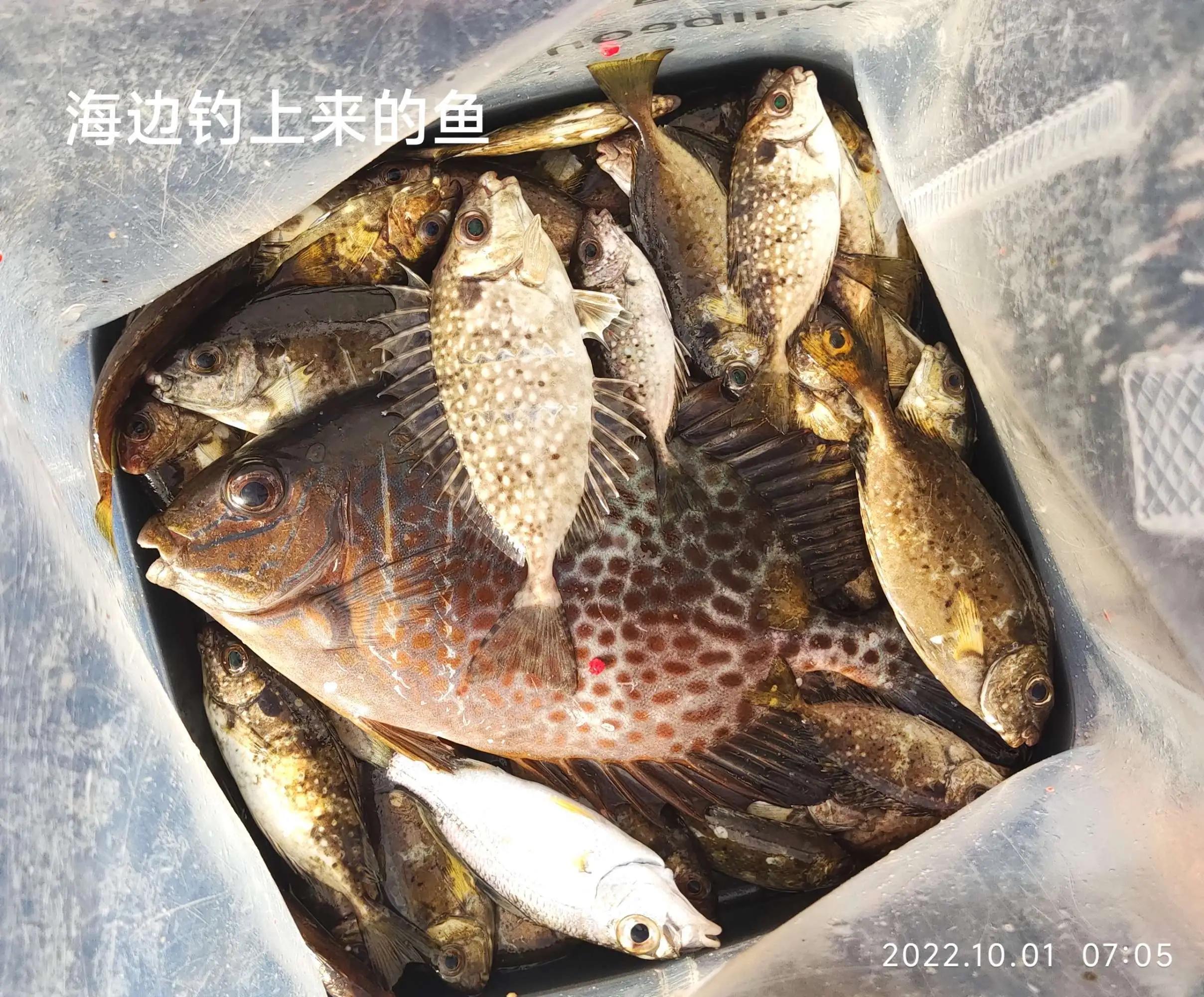 20种常见海鱼,十大常见野生海鱼