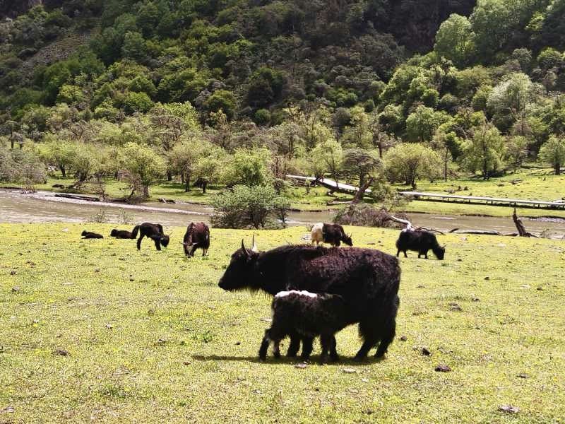 四姑娘山景区旅游攻略长坪沟,四姑娘山海子沟和长坪沟哪个好玩