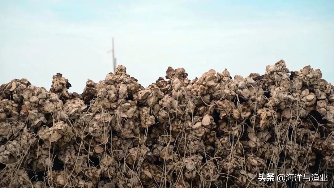 走近中国生蚝之乡:以数字转型造美丽乡村“品牌强衣”