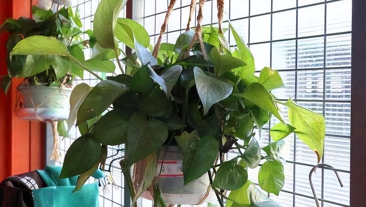 卫生间除异味最好的花,能养在卫生间去异味的花