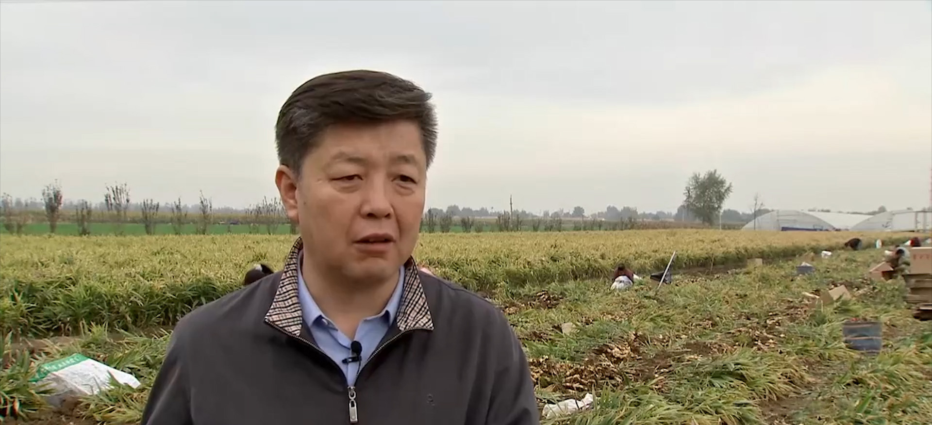 山东男子创办生姜加工厂,男子种植生姜带头致富