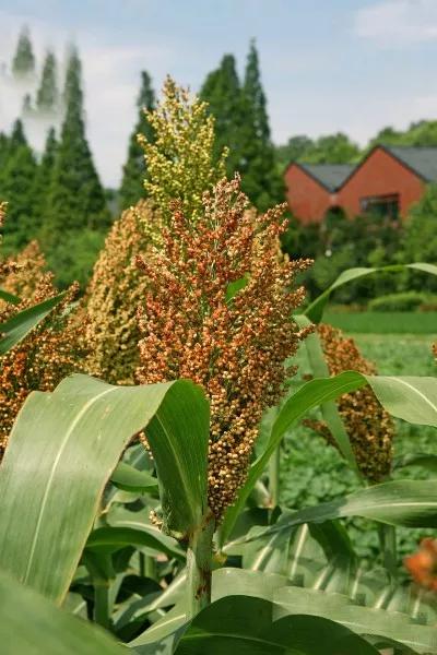 高粱品种图片大全,高粱乌米图片