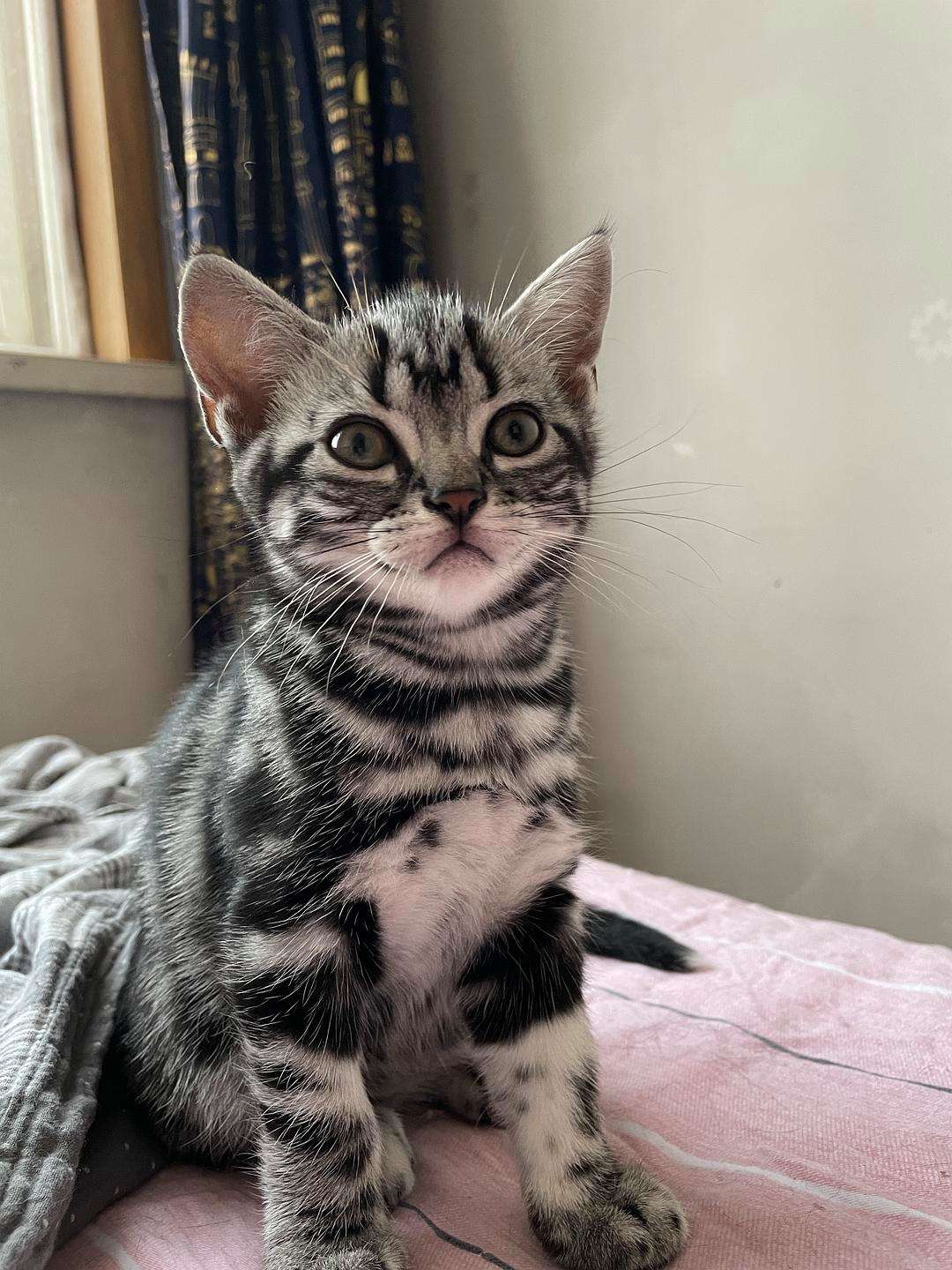 美短猫买一只大概多少钱,美短猫400元能买吗