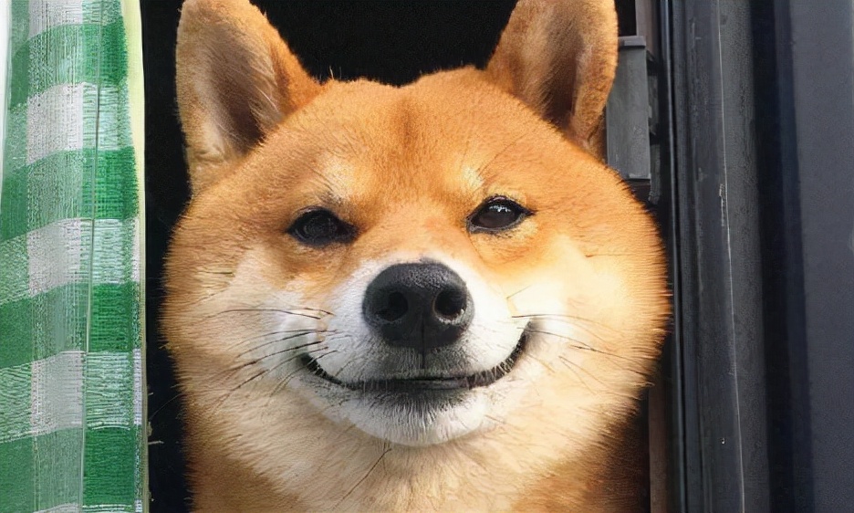 狗狗没有食欲精神不振又呕吐,狗狗没有食欲怎样做可以吃