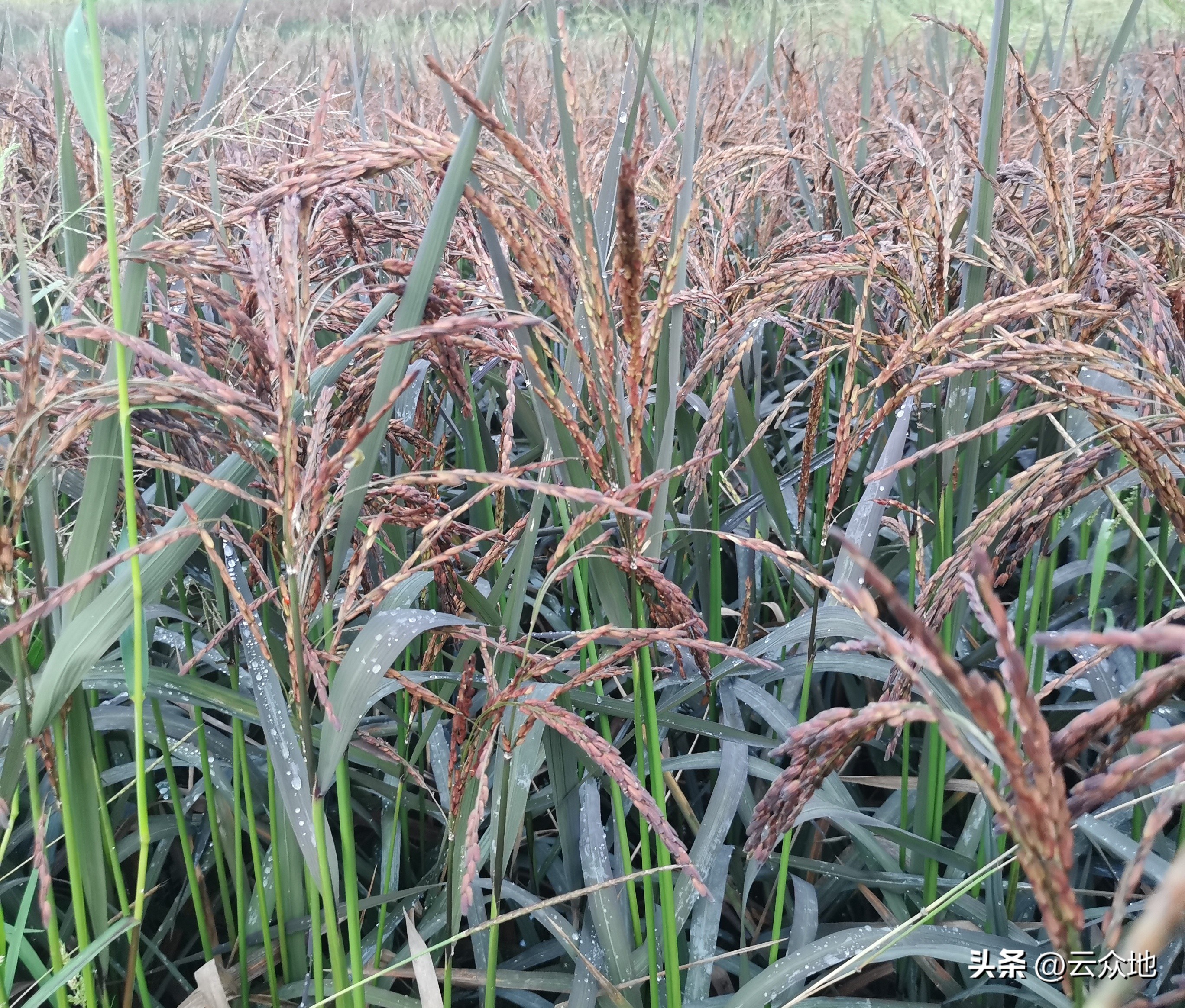 种植糯稻一亩成本与利润,红糯优一号稻种价格多少钱一斤