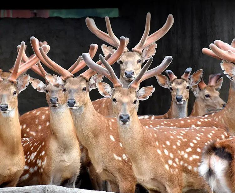 鹿一身都是宝,鹿茸那么贵为什么养鹿不赚钱