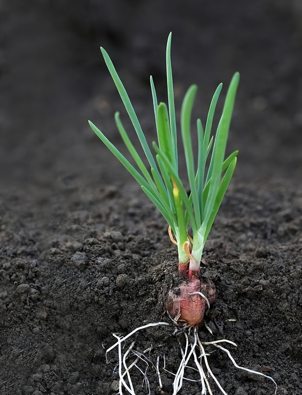 氧化锌在饲料里的作用,氧化锌纳米材料的制备