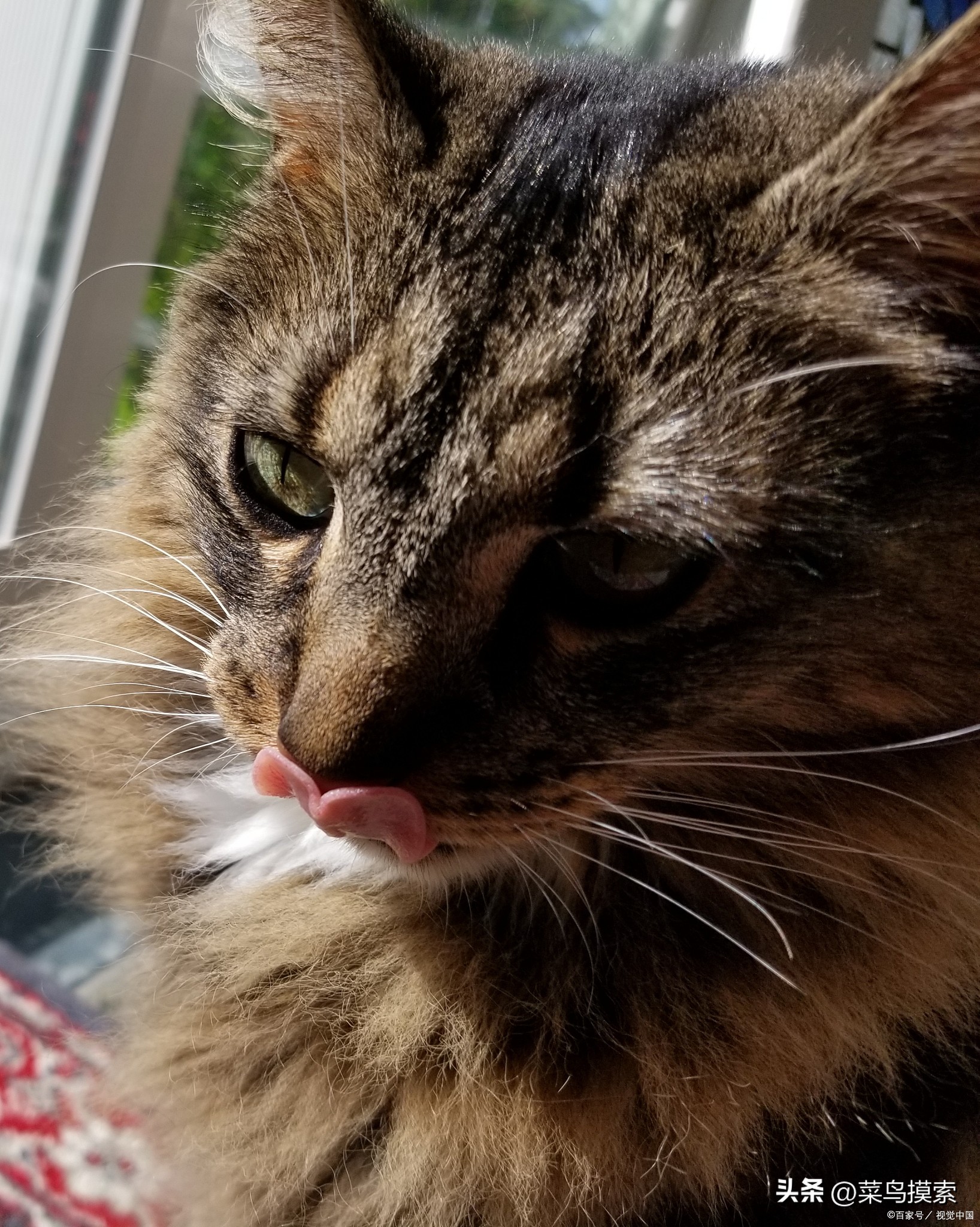 解决猫咪呕吐最快方法,猫咪干呕吐出黄色液体