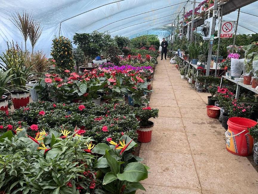年宵花市场火热,鲁西南花卉市场有什么