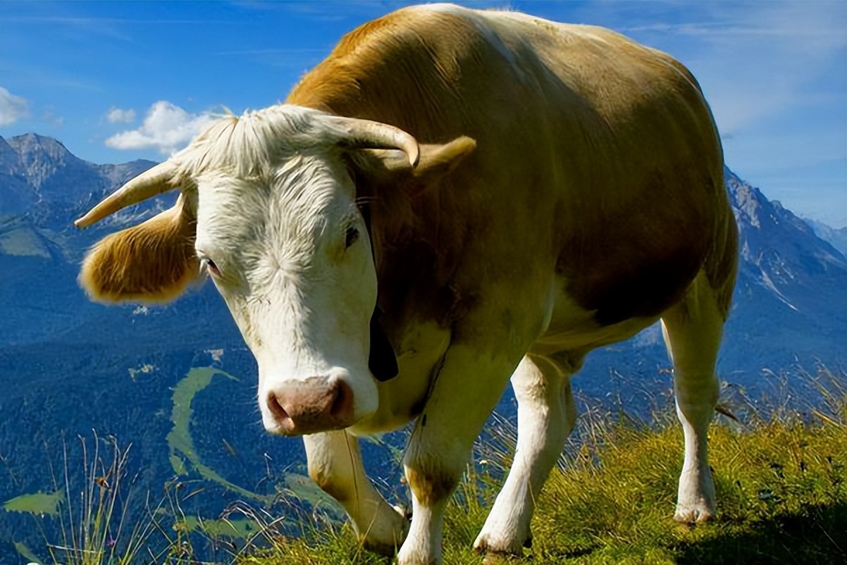 怎么判断牛胃移位,牛的真胃移位怎么办