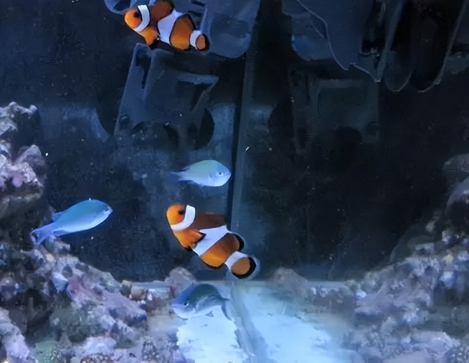 海水珊瑚缸鹦鹉螺,海水缸珊瑚视频大全