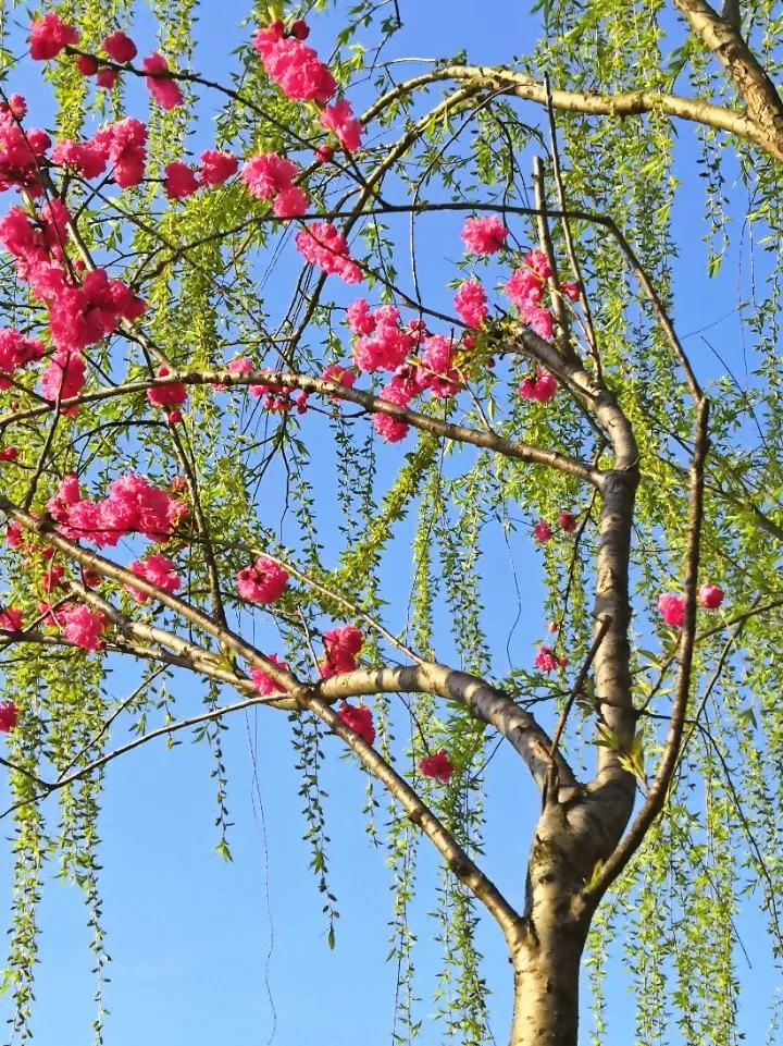 七绝春日二首原创,春日七绝诗十首