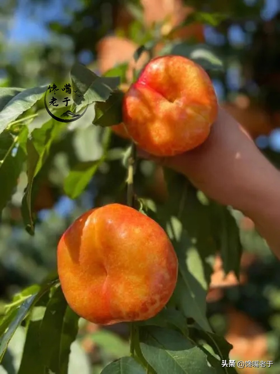 小暑节气的水果有哪些,小暑吃什么水果好
