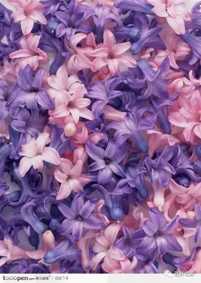 驻外人的“花花世界”——且看菜园变花园