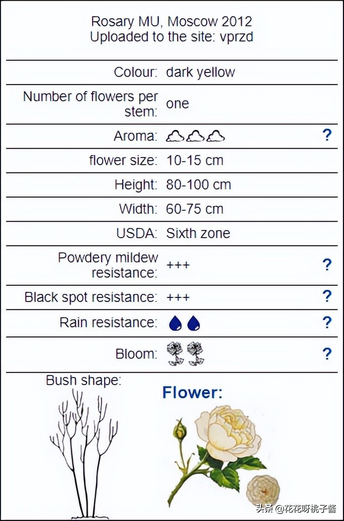 黄色月季哪个品种耐热耐晒抗病强,最耐热耐晒的切花藤本月季品种