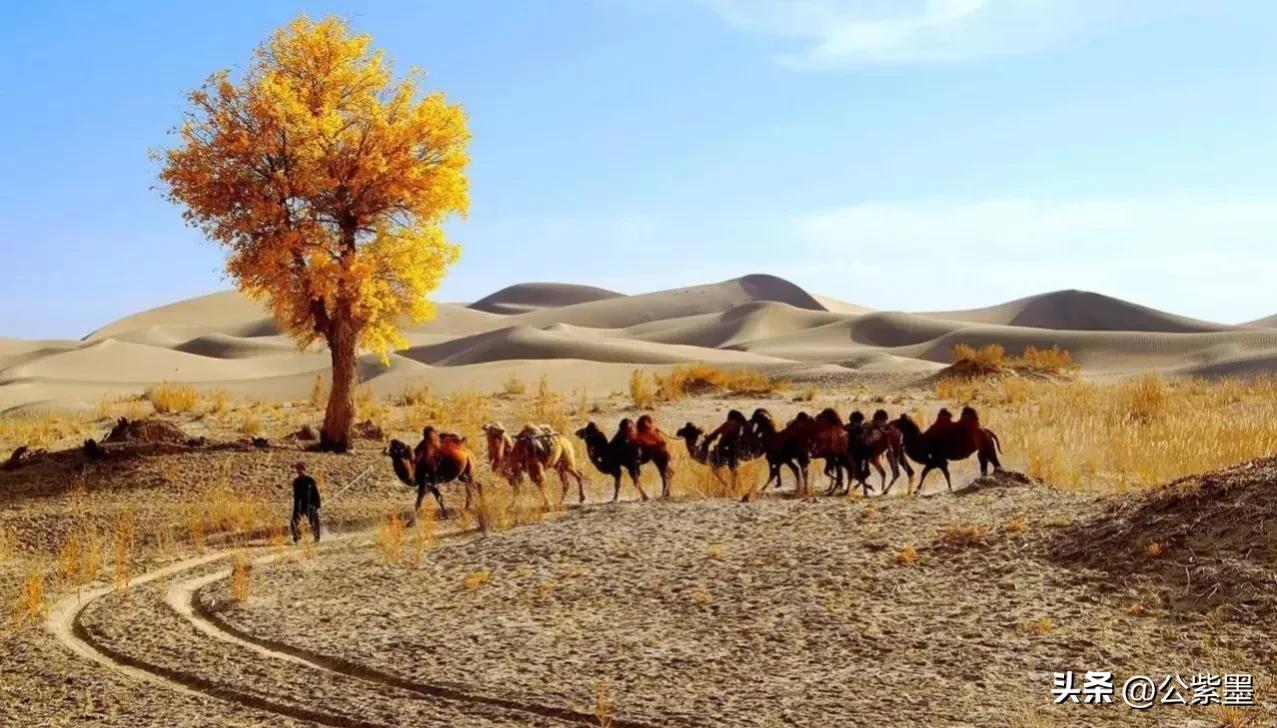 塞外凌寒日月长，大漠飞沙育胡杨，沙漠里不屈的灵魂---胡杨