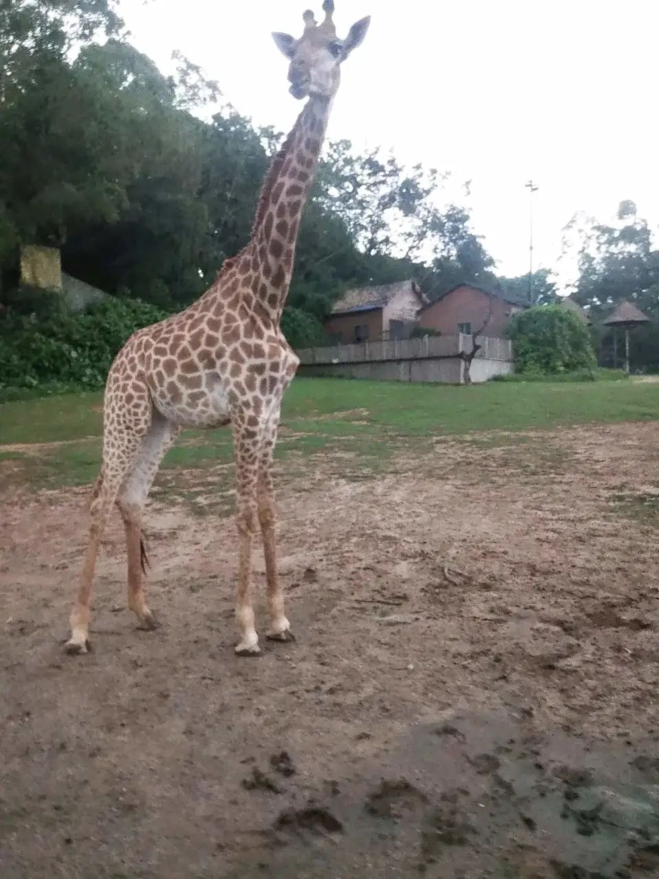长隆欢乐世界必刷项目,广州长隆动物园必刷项目