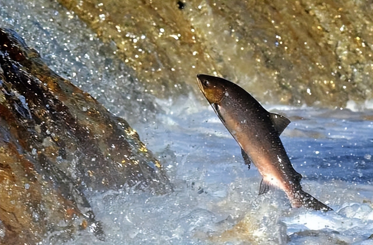 三峡水坝大鱼横行,三峡区出现大量水老虎