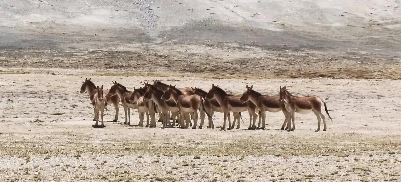 你准备好了去*藏西**吗？我有几项抗高反的建议，希望对你有帮助