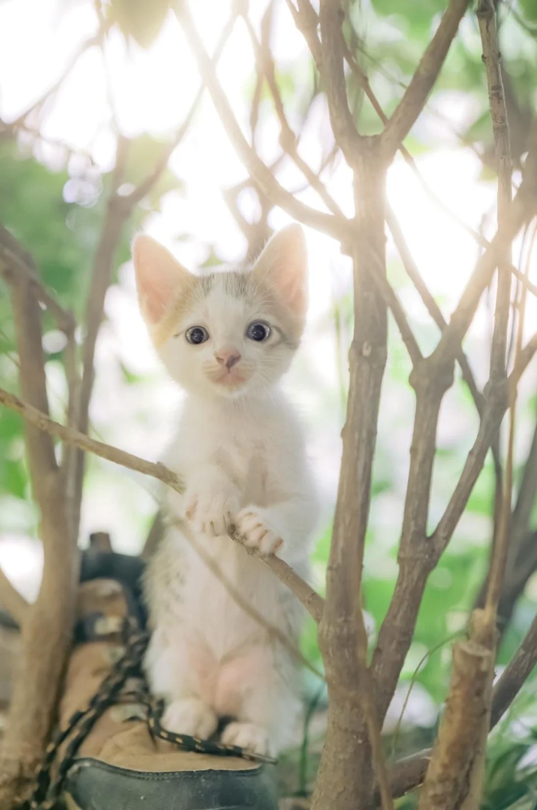 治愈系壁纸｜132张可爱小猫咪的样子