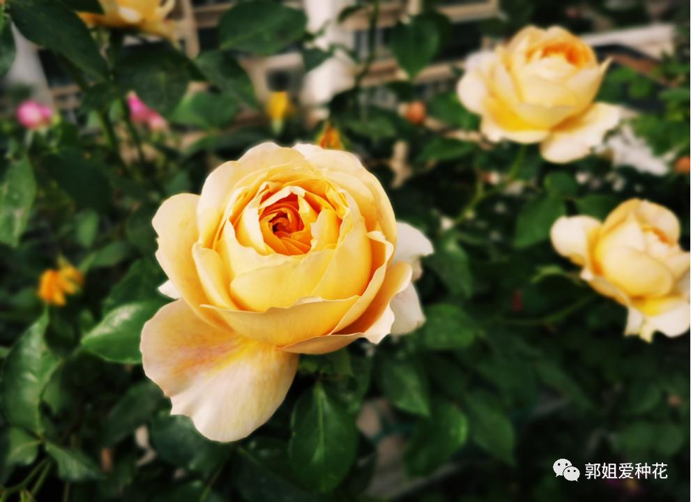 十大最耐雨的月季品种,耐晒耐雨淋的月季品种推荐