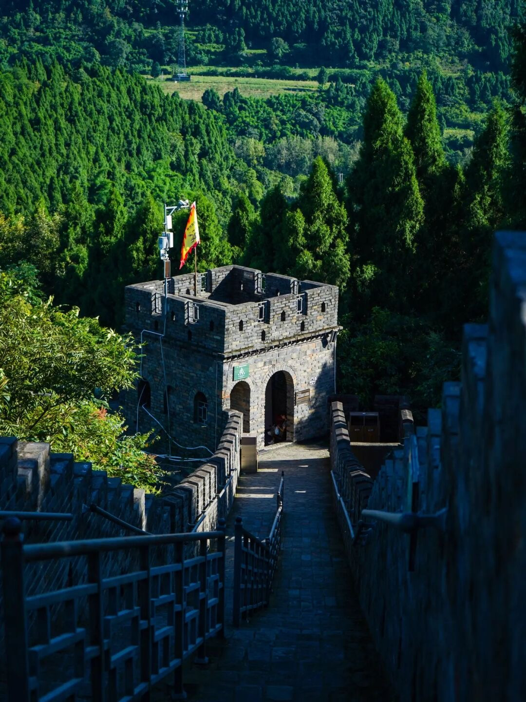 金鸡菊花海旅游攻略,金鸡菊花海美景