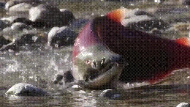 国内的假三文鱼是什么鱼,哪种才是真正的三文鱼