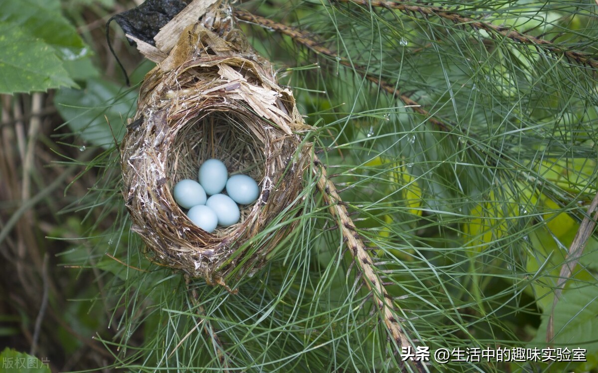 鸟为什么在雨中淋雨,为什么鸟儿下雨要低飞